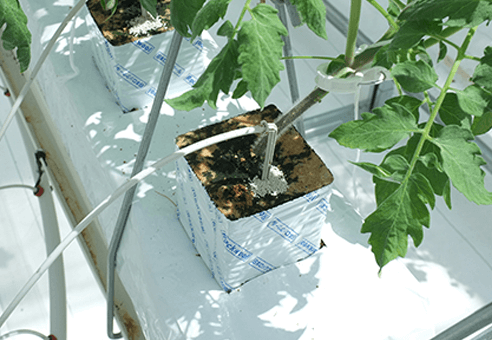 土を使わない温室野菜栽培技術