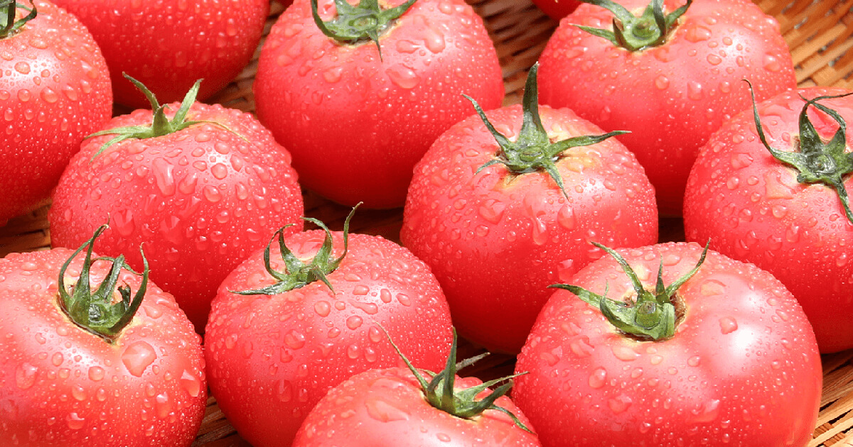 マキシマストーリー | マキシマファーム～太陽に恋した完熟トマト